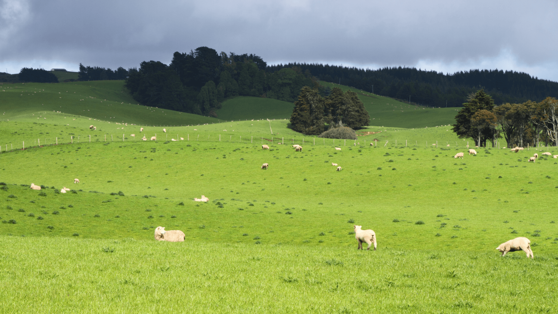 Green pastures